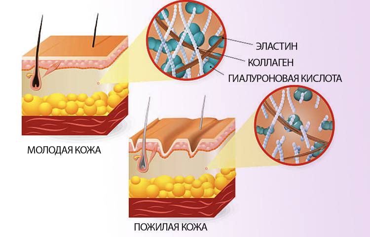 кожа схема.jpg