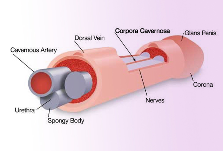 enlargement penis.jpg