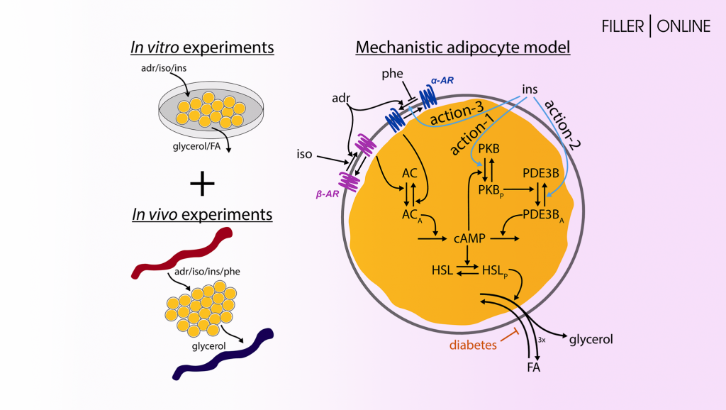 lipolysis_2.png